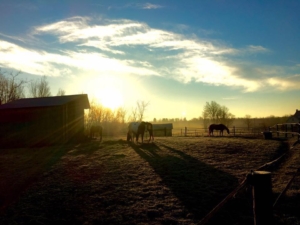 Logo for Durand’s East Edge Ranch Logo for Durand’s East Edge Ranch