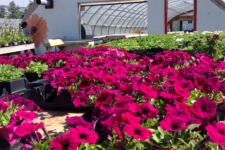 Photo of Krings 1000 Islands Produce & Nursery LLC Photo of Krings 1000 Islands Produce & Nursery LLC